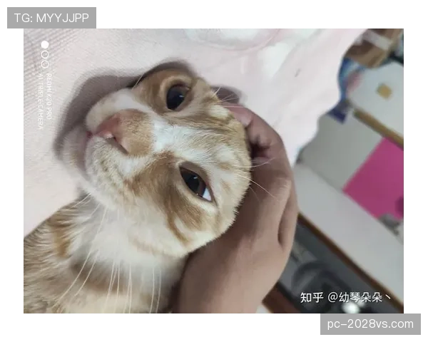 袁悦这生活，工资卡都快养不起她的猫了？